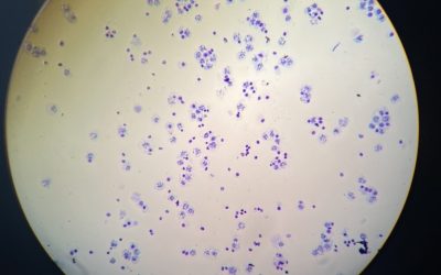 Schule trifft Forschung