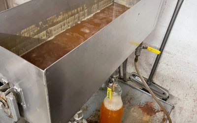 Schuleigene Mosterei verarbeitet Apfelernte 2022